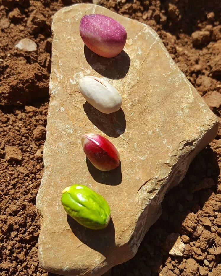 Tres-pistachos